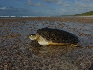 Green Turtle 2